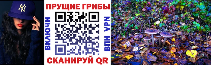 Купить где  Ржев  Галлюциногенные грибы мицелий 